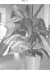 Dracaena%20deremensis%20%27WHITNEY%27