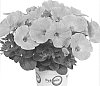 Petunia%20x%20hybrida%20%27Duepotlobs%27