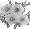 Calibrachoa%20sp.%20%27Duealtior%27