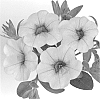 Calibrachoa%20sp.%20%27Duealyel%27