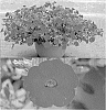 Calibrachoa%20sp.%20%27Suncalpapu%27