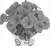 Petunia%20x%20hybrida%20%27Duepotimred%27