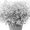 Chamaesyce%20hypericifolia%20%27Silverfog%27