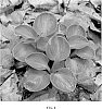 Hosta%20hybrida%20%27Cat%20and%20Mouse%27