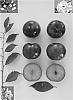 Prunus%20sp.%20%27Blackred%20VIII%27