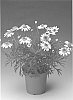 Argyranthemum%20frutescens%20%27J0208-1%27