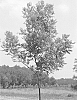 Carya%20illinoinensis%20%27BYRD%27