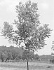 Carya%20illinoinensis%20%27BYRD%27