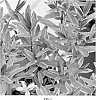 Hebe%20hybrid%20%27Silver%20Lady%27