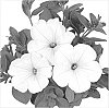 Petunia%20x%20hybrida%20%27Duesurimwi%27