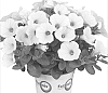 Petunia%20x%20hybrida%20%27Duepotpiwi%27