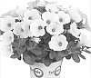 Petunia%20x%20hybrida%20%27Duepotpiwi%27