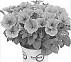 Petunia%20x%20hybrida%20%27Duepotpiber%27