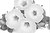 Petunia%20x%20hybrida%20%27Dueswesopimo%27