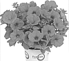 Petunia%20x%20hybrida%20%27Duepotpihop%27