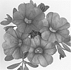 Calibrachoa%20sp.%20%27Duealpursky%27
