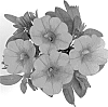 Calibrachoa%20sp.%20%27Duealtistraw%27