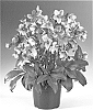 Helleborus%20niger%20x%20Helleborus%20sternii%20%27BLT03%27