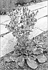 Eryngium%20planum%20%27EPTJ%27