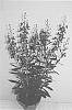 Angelonia%20hybrida%20%27Adepur%27