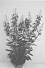 Angelonia%20hybrida%20%27Adepur%27