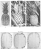 Ananas%20comosus%20%27Dole-14%27