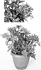 Solenostemon%20scutellarioides%20%27Witch%20Doctor%27
