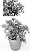 Solenostemon%20scutellarioides%20%27Witch%20Doctor%27