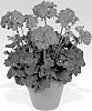 Pelargonium%20x%20hortorum%20%27Pachide%27