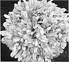 Ajuga%20x%20tenorii%20%27Dixie%20Chip%27