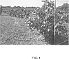Rubus%20spp.%20%27Natchez%27