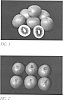 Actinidia%20chinensis%20%27Hort22D%27