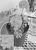 Pelargonium%20x%20hortorum%20%27Amri%20Pur%27