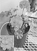 Pelargonium%20x%20hortorum%20%27Amri%20Pur%27