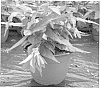 Begonia%20pendula%20x%20Begonia%20boliviensis%20%27Encanto%20Orange%27