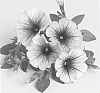 Petunia%20x%20hybrida%20%27Duesweimpuve%27