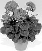 Pelargonium%20x%20hortorum%20%27Pacneon%27