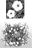 Petunia%20x%20hybrida%20%27USTUNI60-01M%27