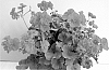 Pelargonium%20x%20hortorum%20%27Pacchy%27
