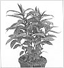 Phlox%20paniculata%20%27Ditomdre%27