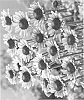 Echinacea%20purpurea%20%27Green%20Queen%27
