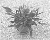 Philodendron%20scandens%20oxycardium%20%27UFM1%27