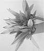Tradescantia%20spathaceae%20nana%20%27SITARA%20GOLD%27