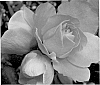 Chaenomeles%20speciosa%20%27Pink%20Storm%27