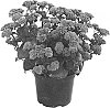 Sedum%20spectabile%20%27Florseblab%27