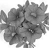 Calibrachoa%20sp.%20%27Duealred%27
