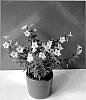 Petunia%20x%20hybrida%20%27Oscopet1%27