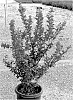 Lagerstroemia%20indica%20%27Bradberry%27s%20Wine%27