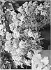 Nemesia%20fruticosa%2C%20syn.%20N.%20fruticans%20%27Cnem%20Bule%27
