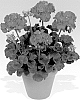 Pelargonium%20x%20hortorum%20%27Pacvimp%27